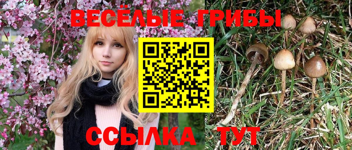 Псилоцибиновые грибы Psilocybine cubensis  Вход с VPN  Гатчина  Галлюциногенные грибы мицелий 